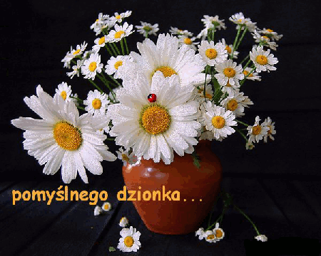 Rumianki pomyślnego dzionka